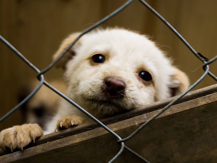 Refugios de animales maltratados y abandonados en CDMX Refugios de animales maltratados y abandonados en CDMX