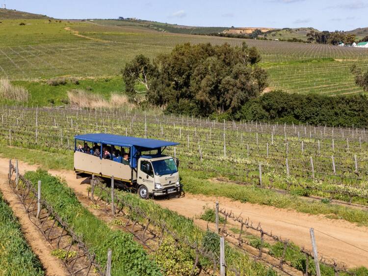 Head out on a wine safari